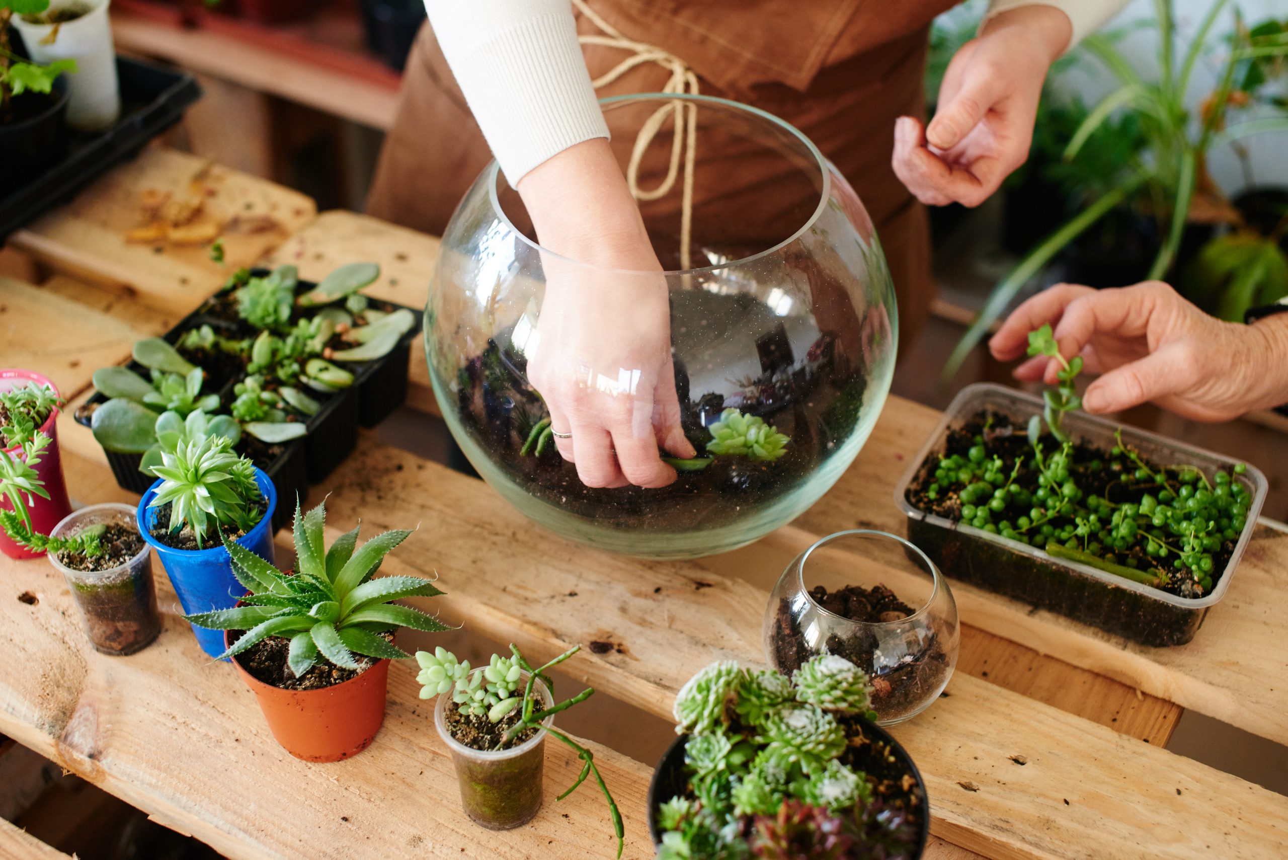 Cómo hacer un terrario cerrado